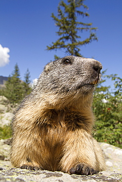 Alpine Marmot on rock, Ecrins NP Alps France