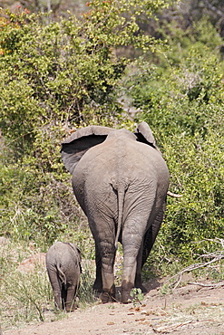 African Elephant female and young walking, Kruger RSA 