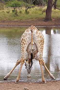 Giraffe drinking at the water's edge, Kruger RSA 