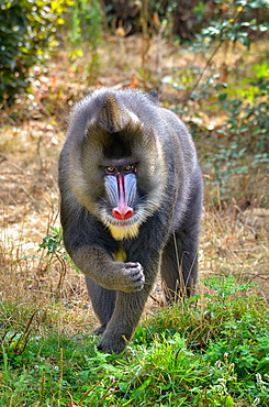 Male Mandrill, Monkey Valley France 