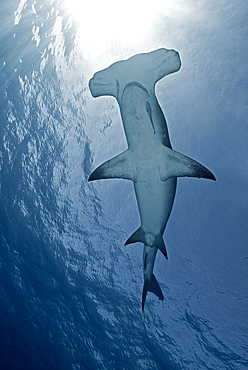 Great Hammerhead Shark under the surface, Bahamas Caribbean