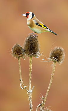 Goldfich feeding on a teasel in winter, GB