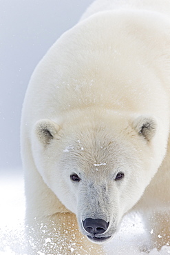 Portrait of Polar bear in snow, Barter Island Alaska 
