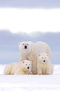 Polar bear and young in the snow, Barter Island Alaska