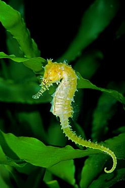 Thorny seahorse, Red Sea 