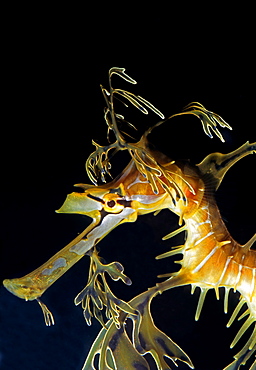 Portrait of Leafy sea dragon, Australia