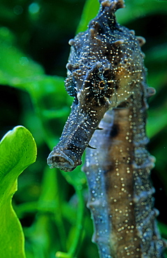 Portrait of Spotted seahorse in aquarium 