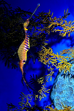 Common sea dragon, Aquarium Singapore 