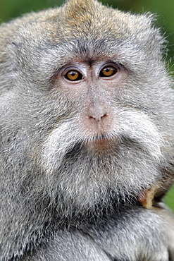 Portrait of Long-tailed macaque female and young, Indonesia