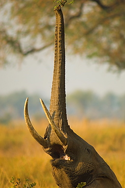 African elephant browsing high, Zambie