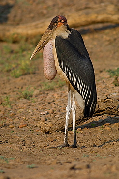 Marabou stork on ground,  Zimbabwe 