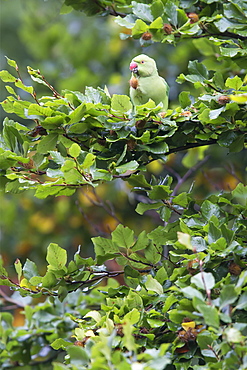 Ring-necked Parakeet perched in a beech in autumn, GB