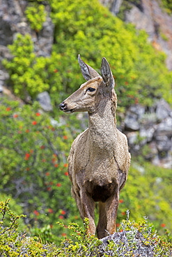 South Andean Huemul female, Torres del Paine  Chile