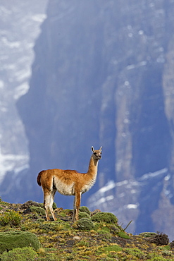 Guanaco in the steppe, Torres del Paine Chile 