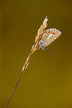 Brown Argus on grass, Picardy France