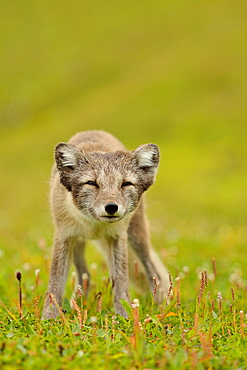 Arctic fox in the grass, Cliff Hornstrandir Iceland