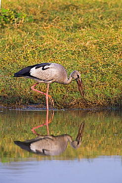 Asian Openbill in water, Rajasthan India