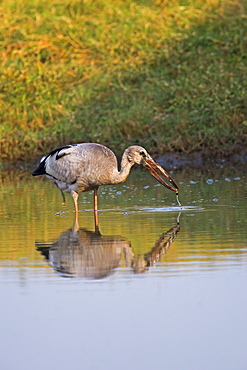 Asian Openbill in water, Rajasthan India