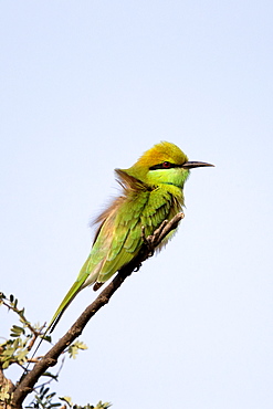 Green Bee-eater on a branch, Rajasthan India