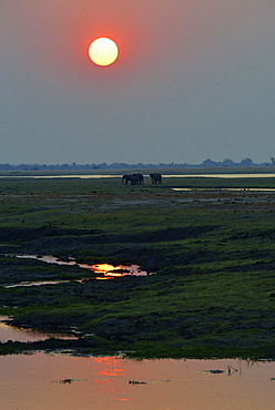 Elephants on the riverbank at dusk, Chobe Botswana 