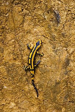 Speckled Salamander on muddy cliff, Pyrenees France 