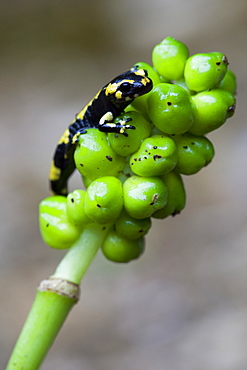 Young Speckled Salamander on Arum, Pyrenees France 