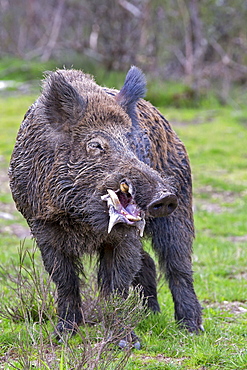 Eurasian wild boar  male drooling before fighting, France