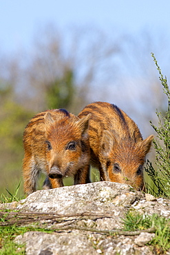 Eurasian wild boar young on rock, France 