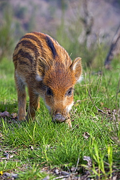 Young Pig Eurasia in the grass, France 