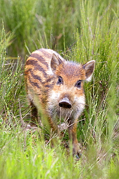 Young Wild Boar in the bushes, France