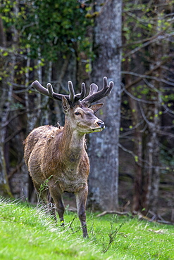 Red deer velvet in a clearing, France 