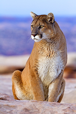 Puma sitting on rock, Utah USA 