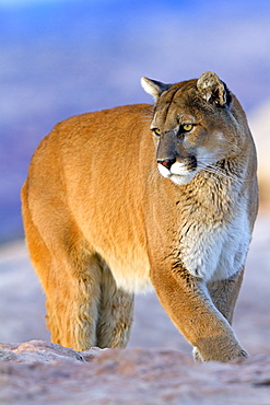 Puma on rock, Utah USA 