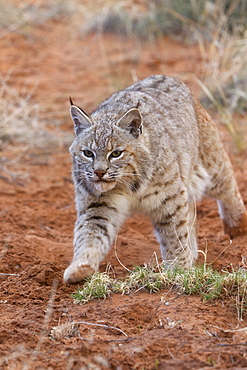 Bobcat walking in the bushes, Utah USA