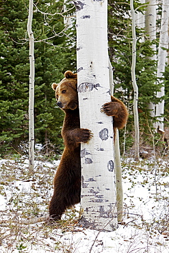 Grizzly surrounding a trunk, Utah USA