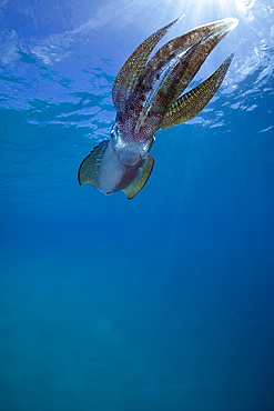 Bigfin reef Squid swimming under surface, Fiji