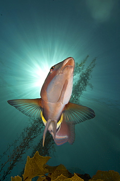 Sandager wrasse, Poor Knights Island New Zealand