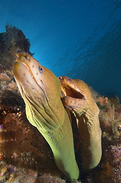 Yellow moray pair, Poor knights Island New Zealand