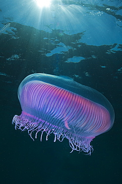 Lions mane jellyfish, Poor knights Island New Zealand