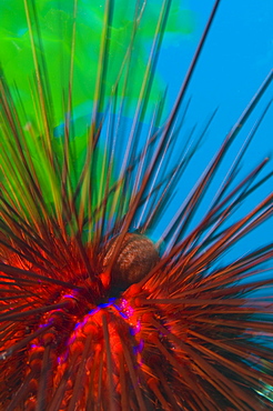 Diadema sea urchin, Poor knights Island New Zealand