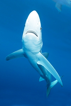 Blue sharksous la surface, New Zealand