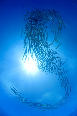 Blackfin Barracuda shoaling, Papua New Guinea