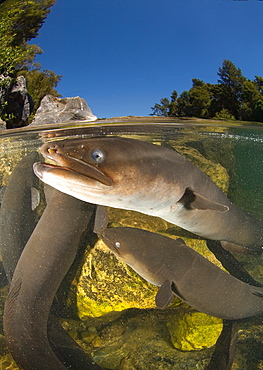 Longfin eel under surface, New Zealand 