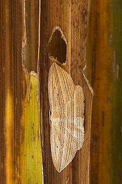 Cabbage tree moth counter shading, New Zealand 