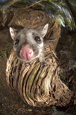 Juvenile Brushtail Possum on tree root, New Zealand