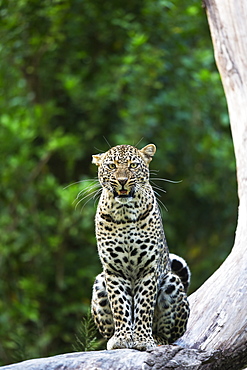 Leopard on a branch, East Africa 