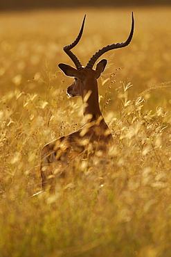 Impala in the tall grass, East Africa 