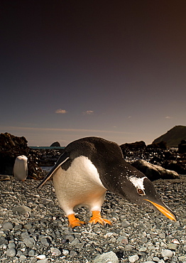 Gentoo penguin on shore, Maquarie Island  Australia