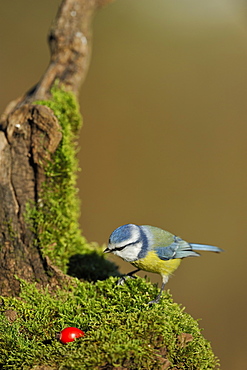 Blue tit on a stump covered with moss, France 