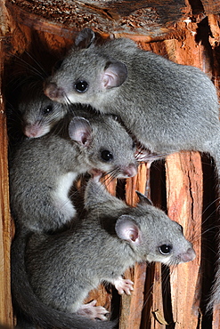 Fat Dormice in their nest in a hollow tree, France